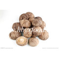 100% naturel sans pollution, poussiéreux 4-5cm Smooth Shiitake Mushroom